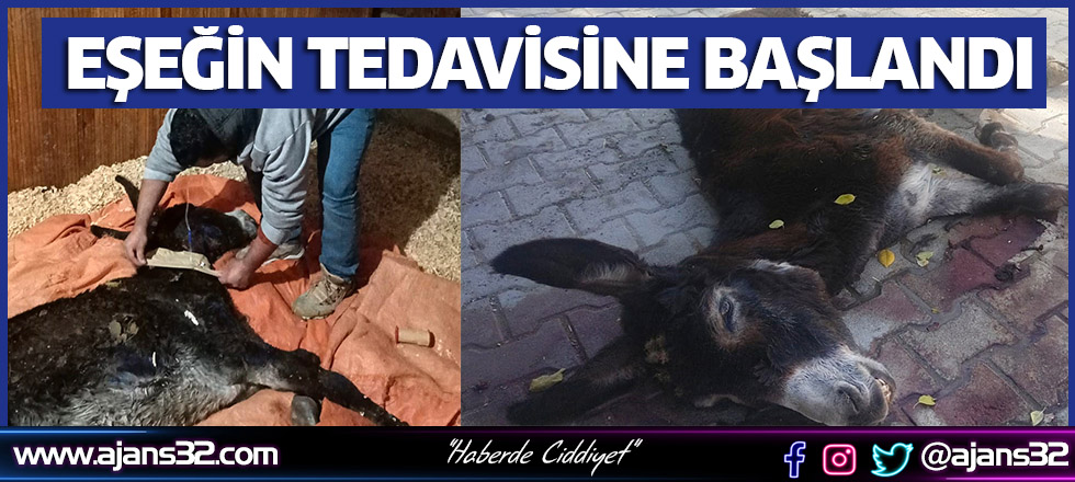 Eşeğin Tedavisine Başlandı