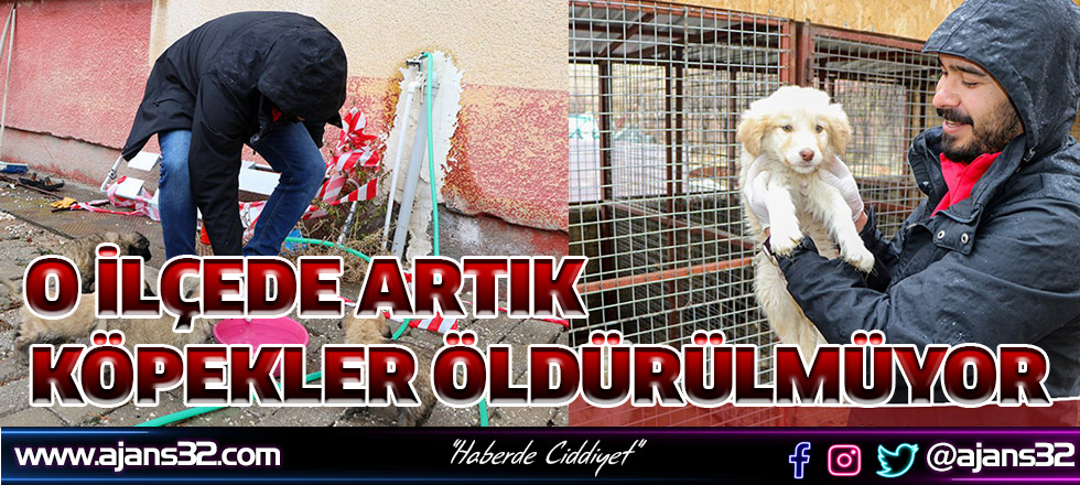 O İlçede Artık Köpekler Öldürülmüyor