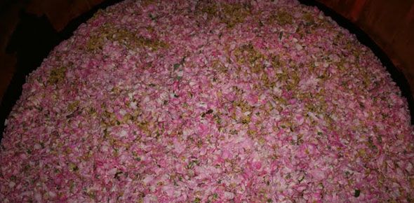 Gül Posaları Ekolojik Boyaya Dönüşüyor