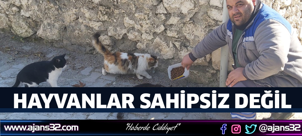 Sokak Hayvanları Sahipsiz Değil