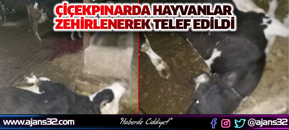 Çiçekpınar'da Hayvanlar Zehirlenerek Telef Edildi