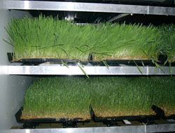 Tarumda Hasılmatik Dönemi