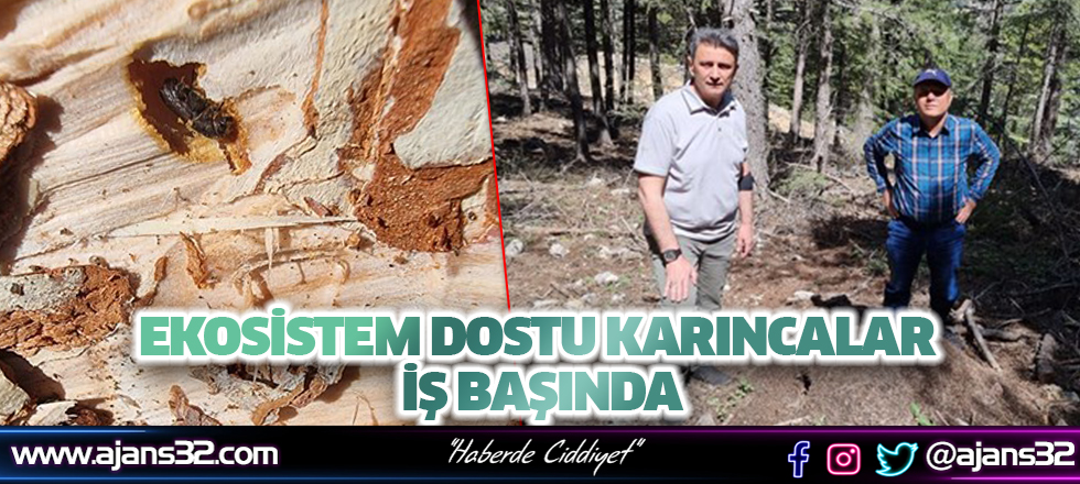 Ekosistem Dostu Karıncalar İş Başında