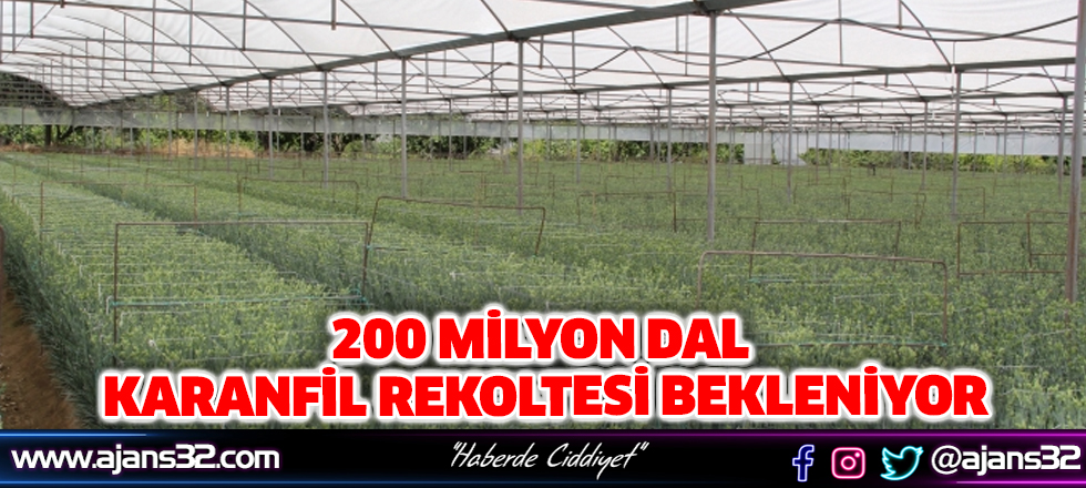 200 Milyon Dal Karanfil Rekoltesi Bekleniyor