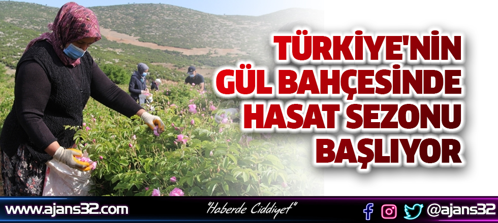 Türkiye'nin Gül Bahçesi'nde Hasat Sezonu Başlıyor