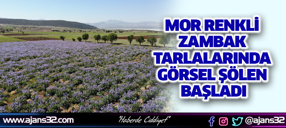 Mor Renkli Zambak Tarlalarında Görsel Şölen Başladı