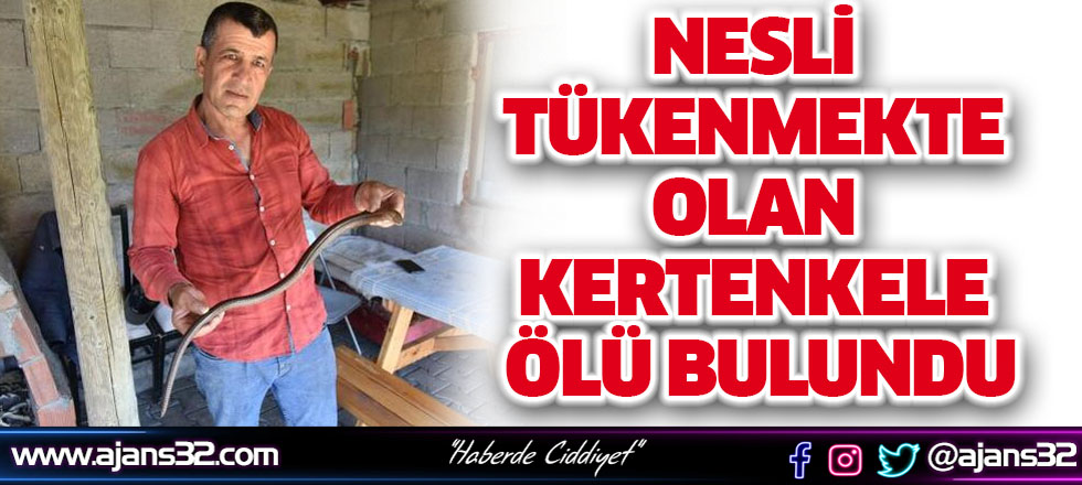 Nesli Tükenmekte Olan Oluklu Kertenkele Ölü Bulundu