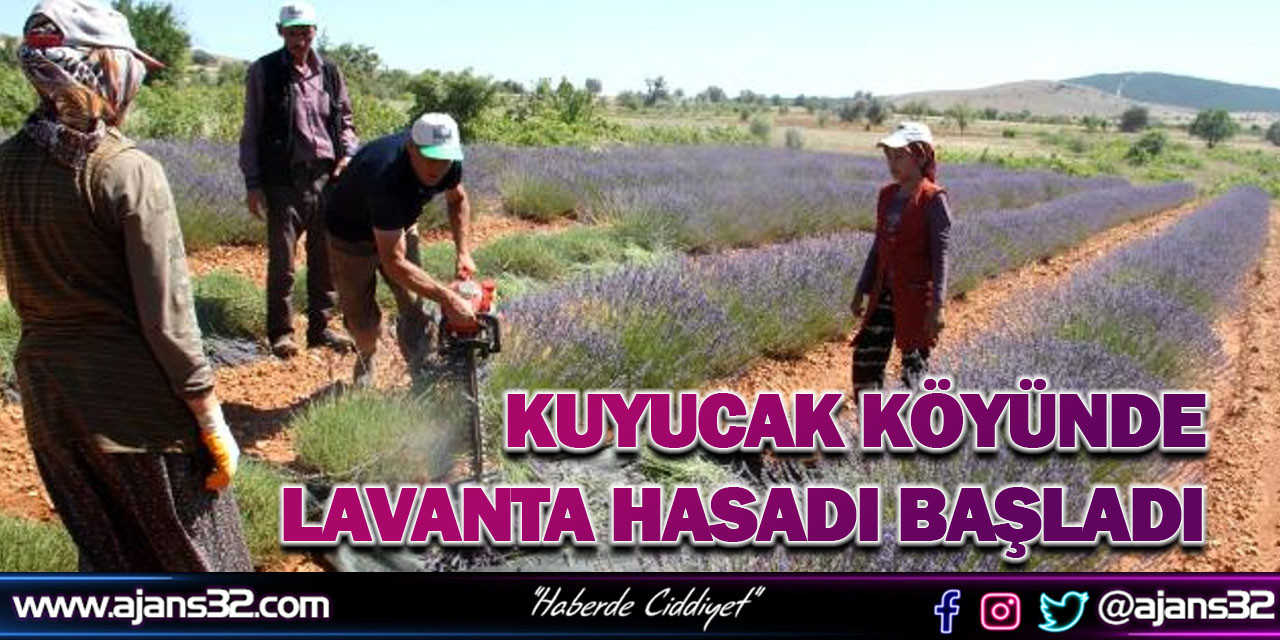 Kuyucak Köyünde Lavanta Hasadı Başladı