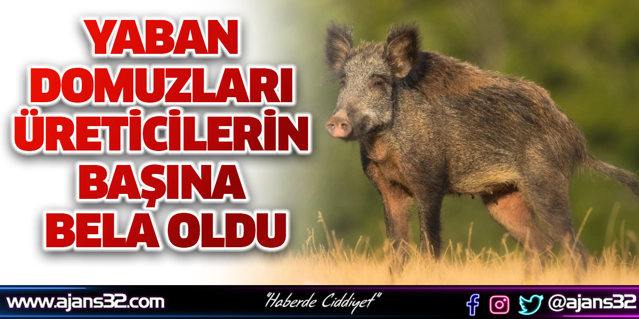 Isparta’da Yaban Domuzları Üreticilerin Başına Bela Oldu