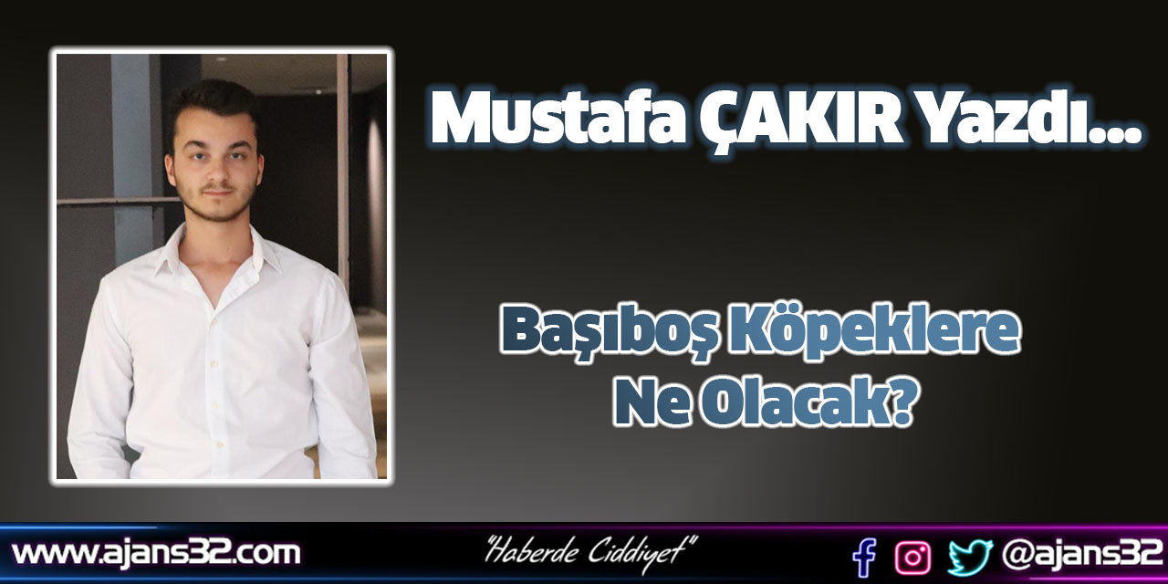 Başıboş Köpeklere Ne Olacak?