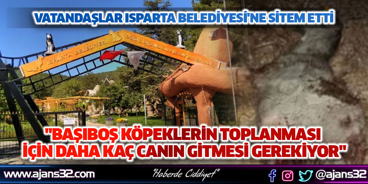 "Başıboş Köpekleri Toplamak İçin Kaç Canın Gitmesi Gerekiyor"