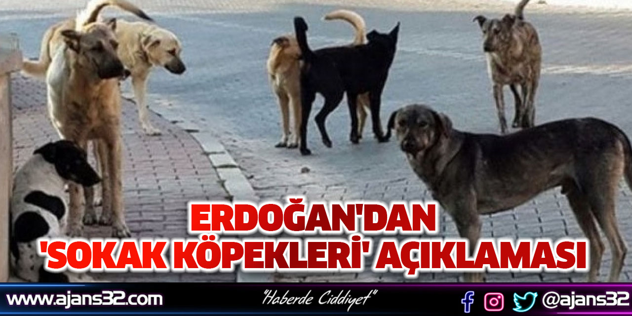 Erdoğan'dan 'Sokak Köpekleri' Açıklaması