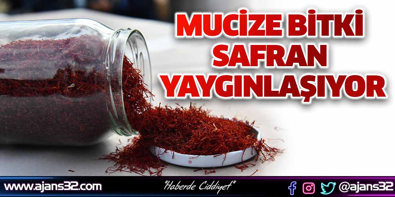 Mucize Bitki Safran Yaygınlaşıyor