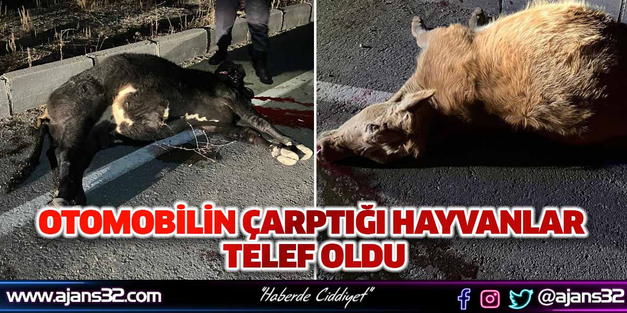 Otomobilin Çarptığı Hayvanlar Telef Oldu