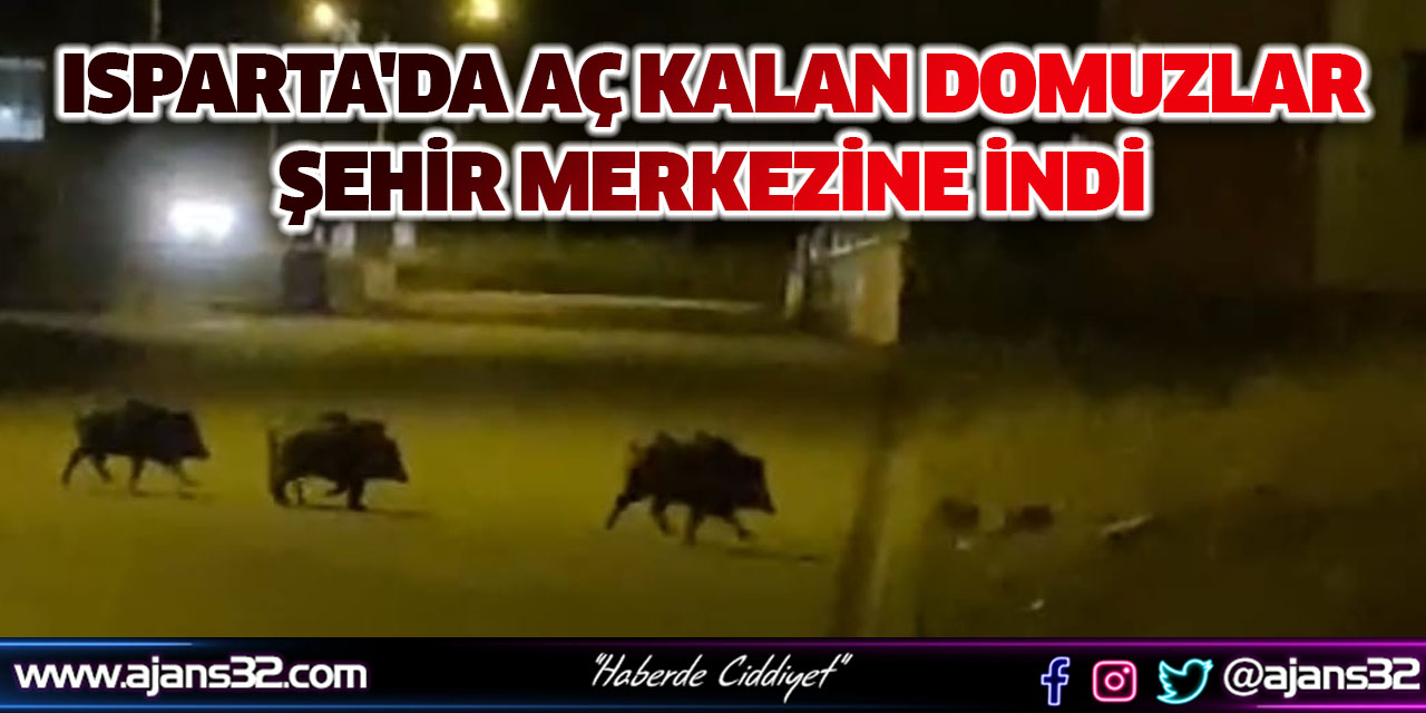 Isparta'da Aç Kalan Domuzlar Şehre İndi