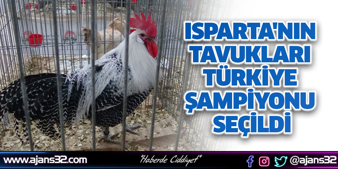 Isparta'nın Tavukları Türkiye Şampiyonu Seçildi