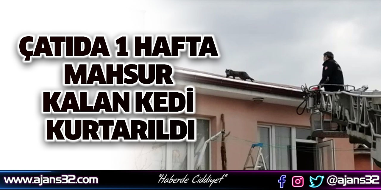 Çatıda 1 Hafta Mahsur Kalan Kedi Kurtarıldı