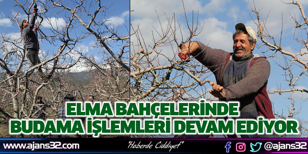 Elma Bahçelerinde Budama İşlemleri Devam Ediyor