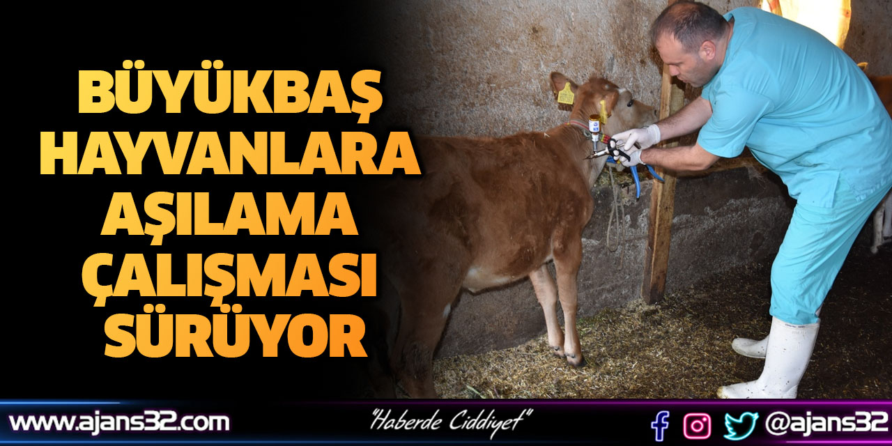 Büyükbaş Hayvanlara Aşılama Çalışması Sürüyor