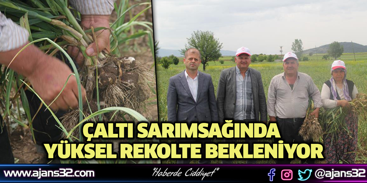 Çaltı Sarımsağında Yüksel Rekolte Bekleniyor