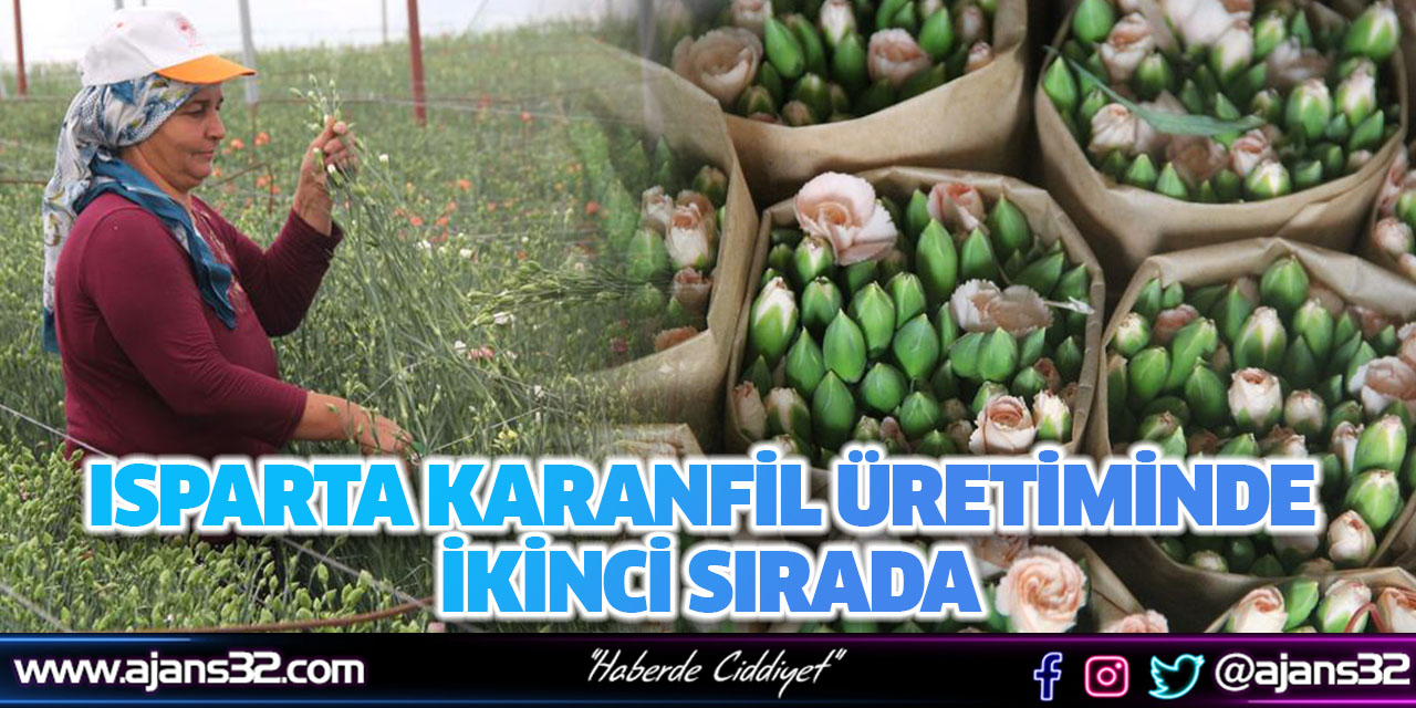 Isparta Karanfil Üretiminde İkinci Sırada