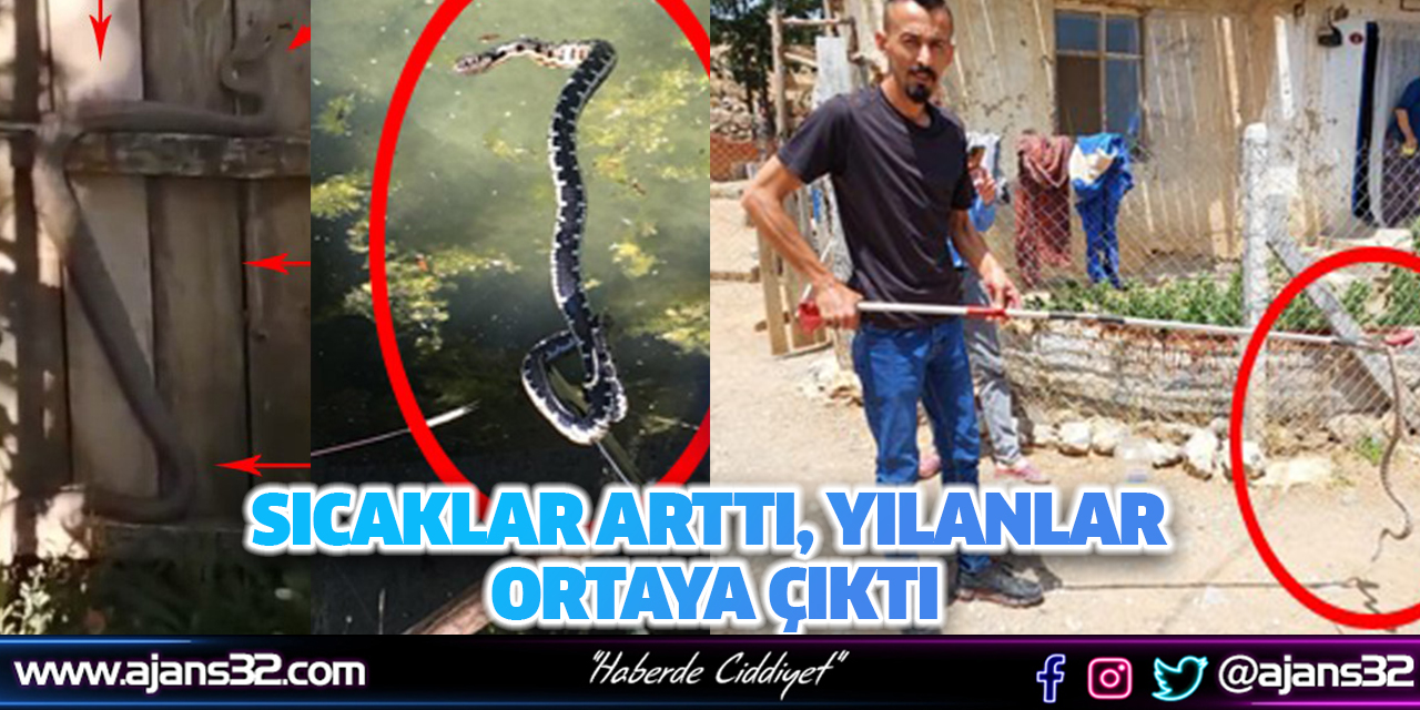 Sıcaklar Arttı, Yılanlar Ortaya Çıktı