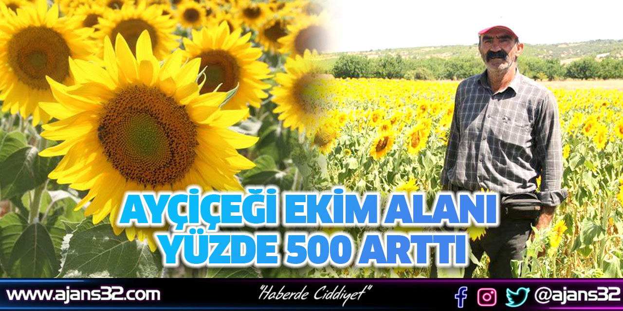 Ayçiçeği Ekim Alanı Yüzde 500 Arttı