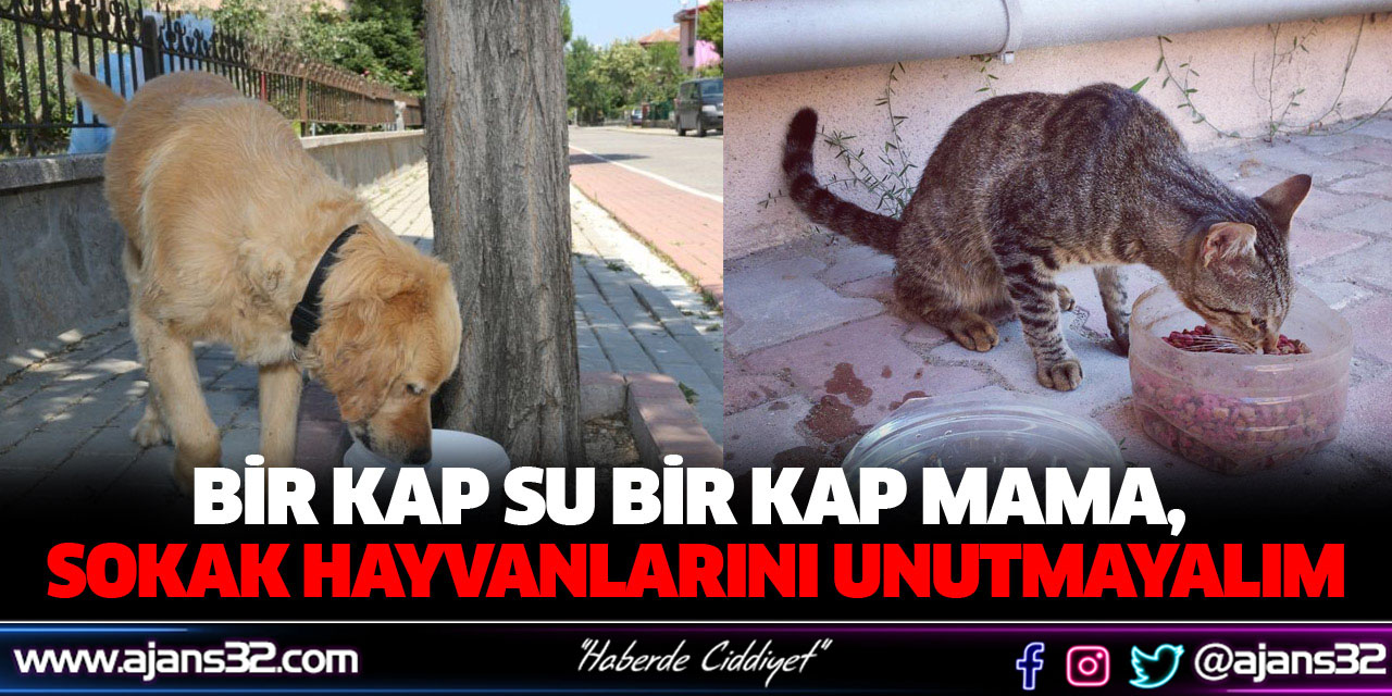 Sokak Hayvanlarını Unutmayalım