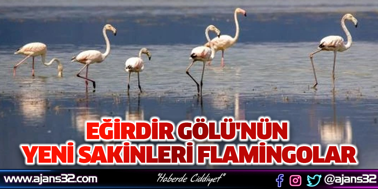 Eğirdir Gölü'nün Yeni Sakinleri Flamingolar