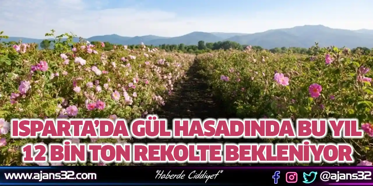 Isparta’da Gül Hasadında Bu Yıl 12 bin Ton Rekolte Bekleniyor