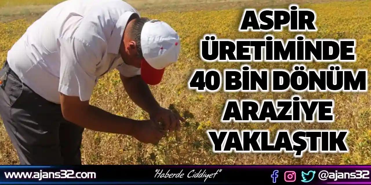 “Aspir Üretiminde 40 Bin Dönüm Araziye Yaklaştık”