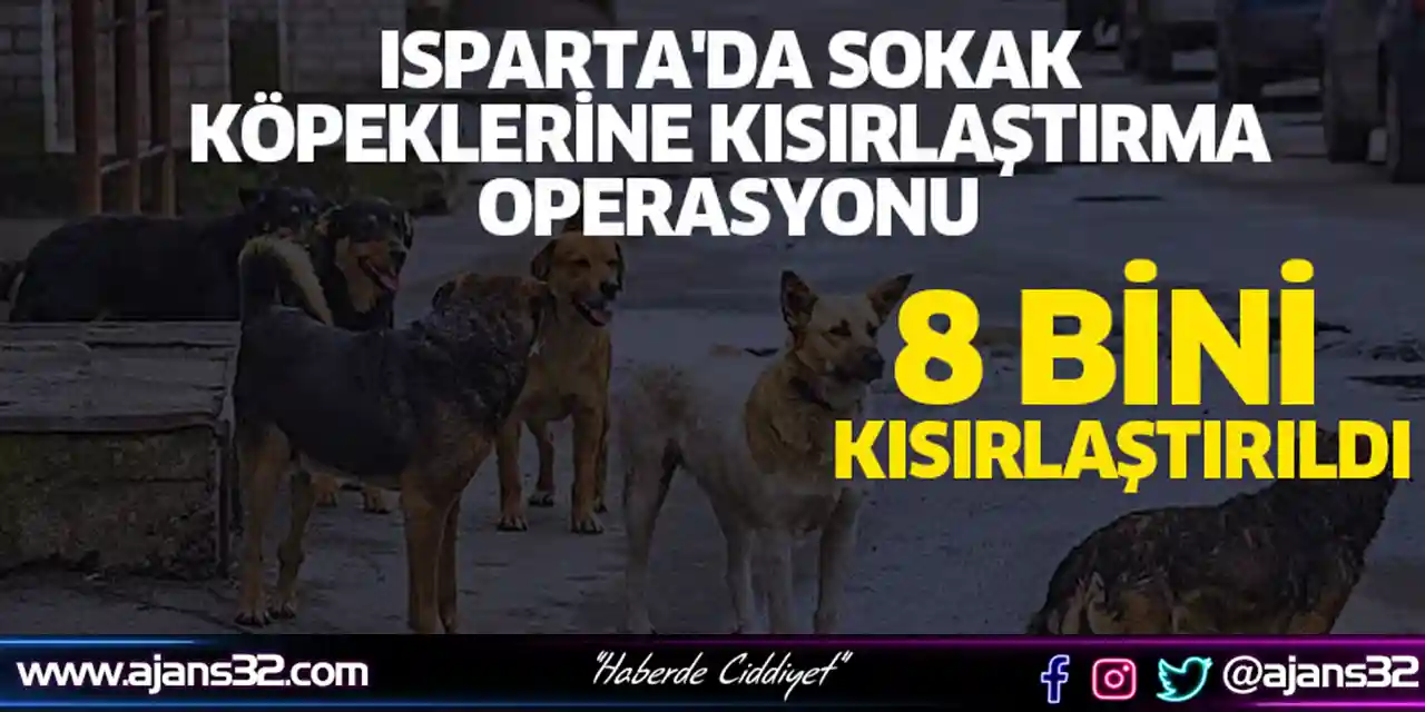 Isparta'da Sokak Köpeklerine Kısırlaştırma Operasyonu