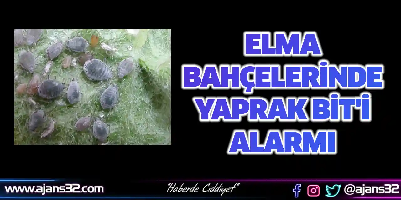 Elma Bahçelerinde Yaprak Bit'i Alarmı