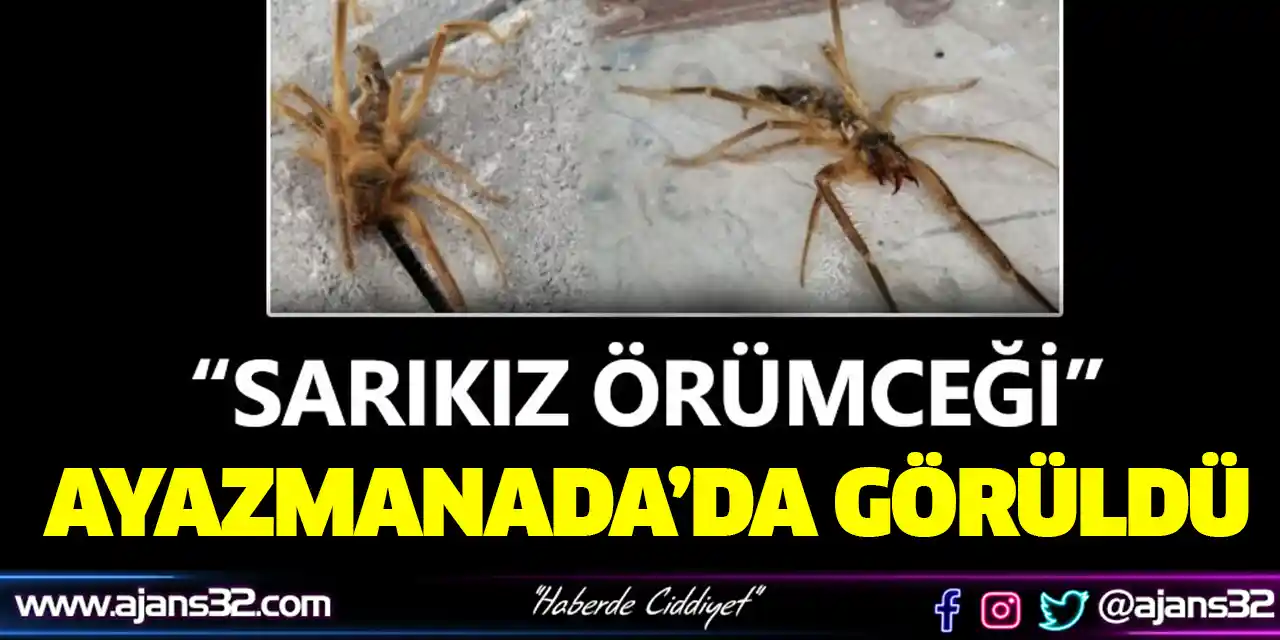 Ayazmana'da Zehirli Sarıkız Örümceği Görüldü