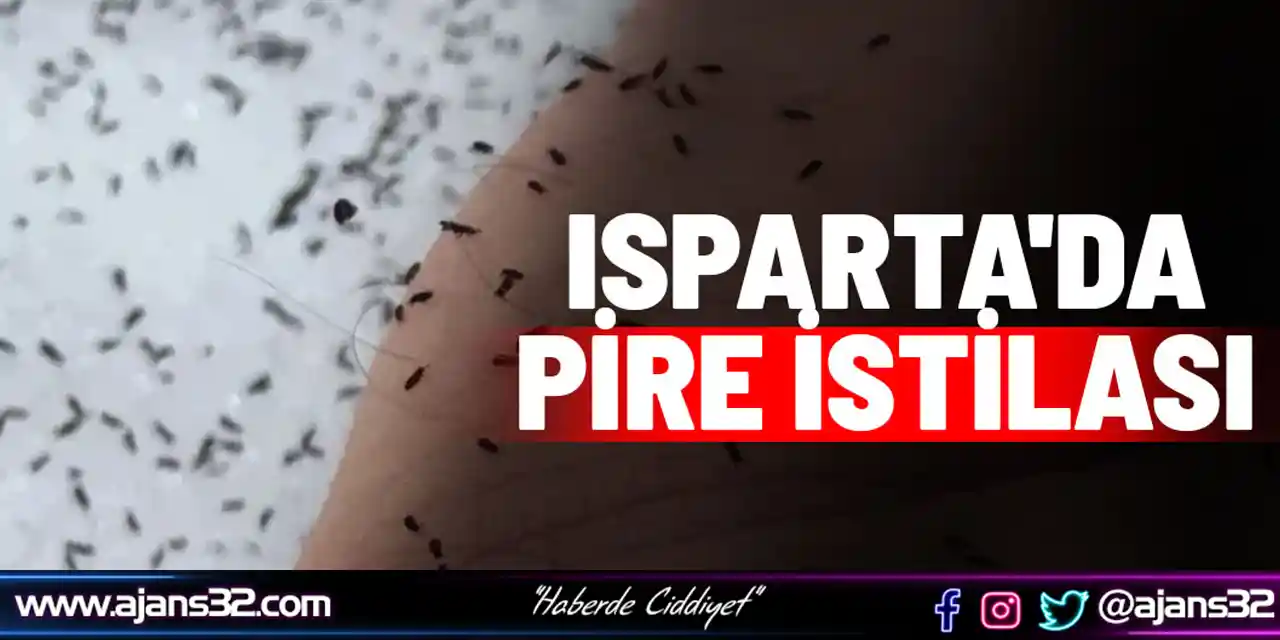 Isparta'da Pire İstilası