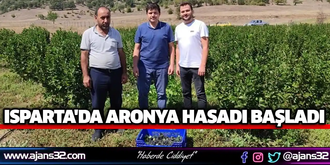 Isparta'da Aronya Hasadı Başladı