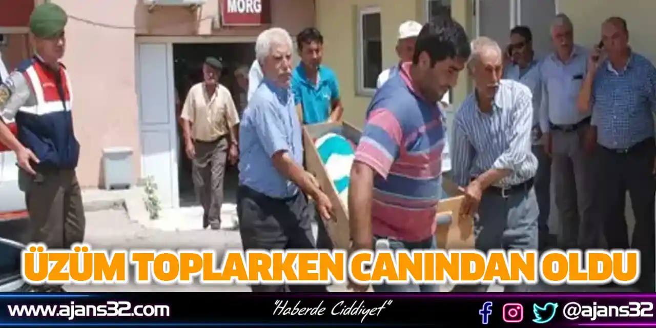 Üzüm Toplarken Canından Oldu