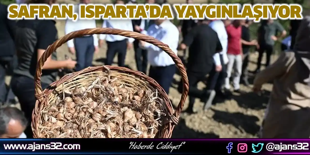 Safran, Isparta’da Yaygınlaşıyor