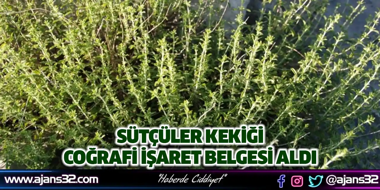 Sütçüler Kekiği Coğrafi İşaret Belgesi Aldı