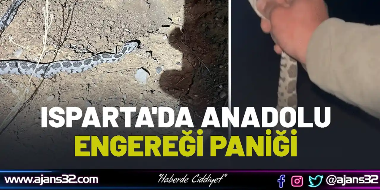 Isparta'da Anadolu Engereği Paniği