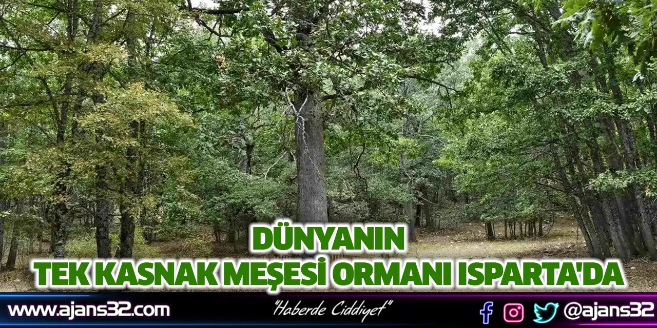 Dünyanın Tek Kasnak Meşesi Ormanı Isparta'da