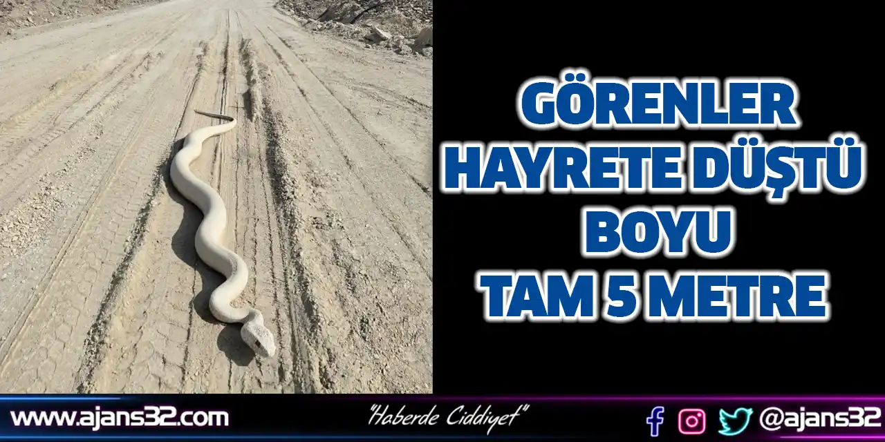 Görenler Hayrete Düştü Boyu Tam 5 Metre