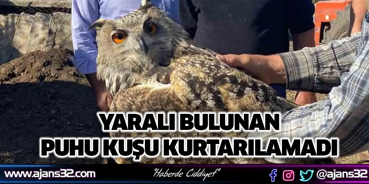 Yaralı Bulunan Puhu Kuşu Kurtarılamadı