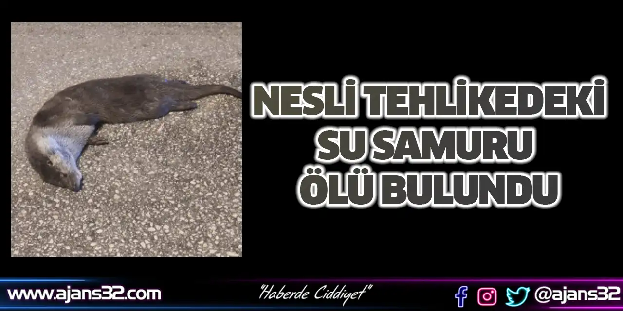 Nesli Tehlikedeki Su Samuru  Ölü Bulundu