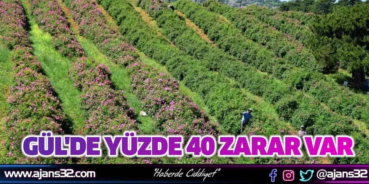 Gül'de Yüzde 40 Zarar Var