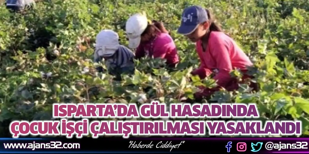 Isparta’da Gül Hasadında Çocuk İşçi Çalıştırılması Yasaklandı