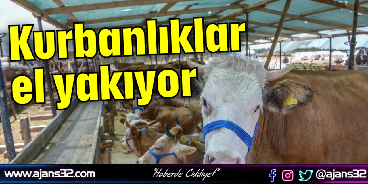 Kurbanlık Fiyatları El Yakıyor!