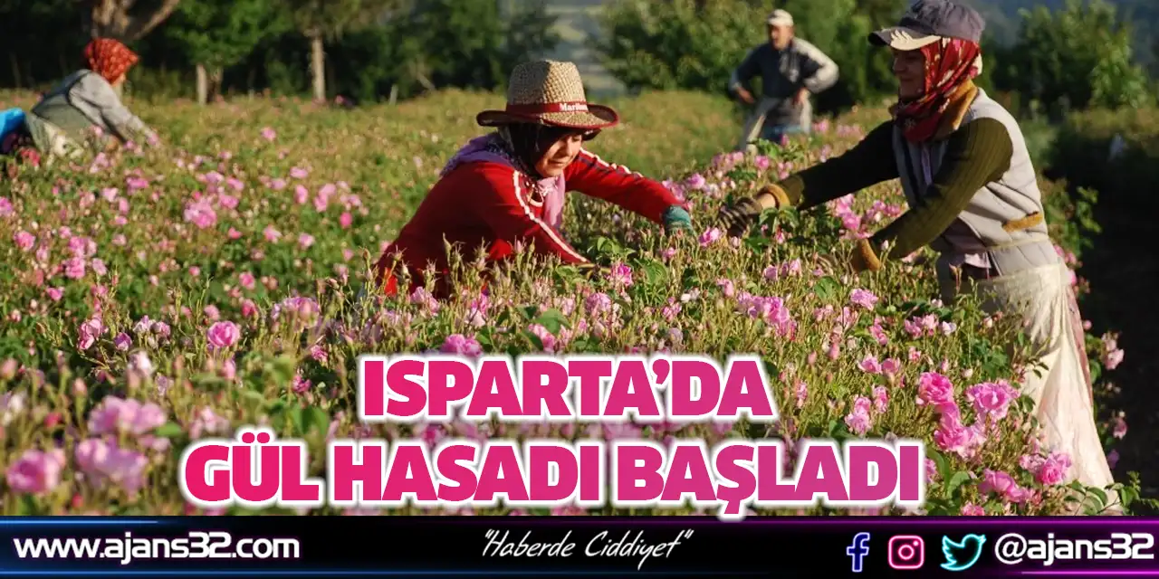 Isparta’da Gül Hasadı Başladı