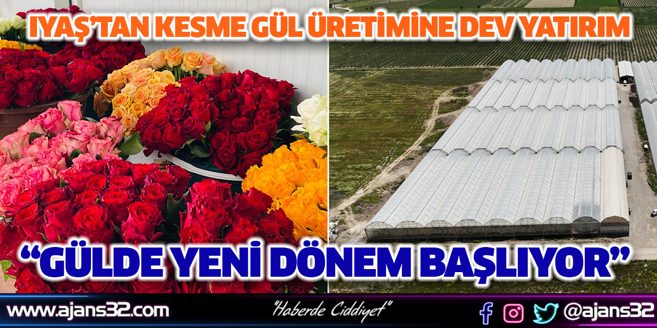 IYAŞ’tan Kesme Gül Üretimine Dev Yatırım