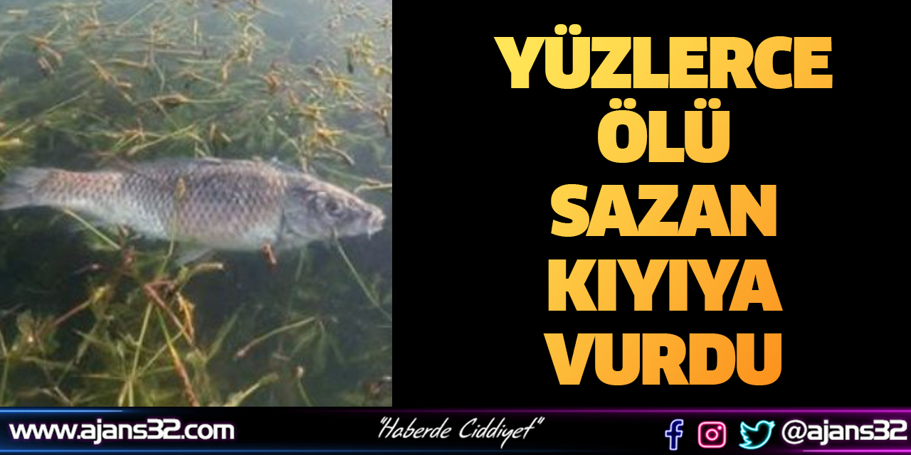 Yüzlerce Ölü Sazan Kıyıya Vurdu